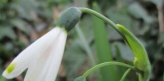Last Frost Dates Help Scheduling last frost