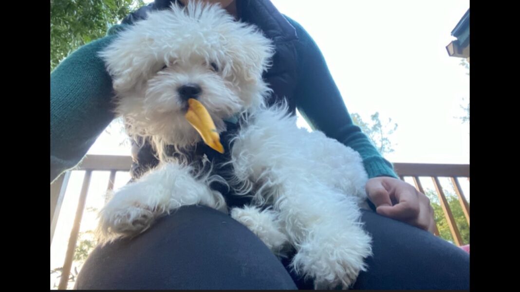 Puppy