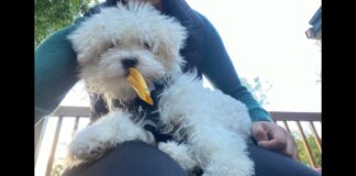 Lost Puppy Reunited With Owner