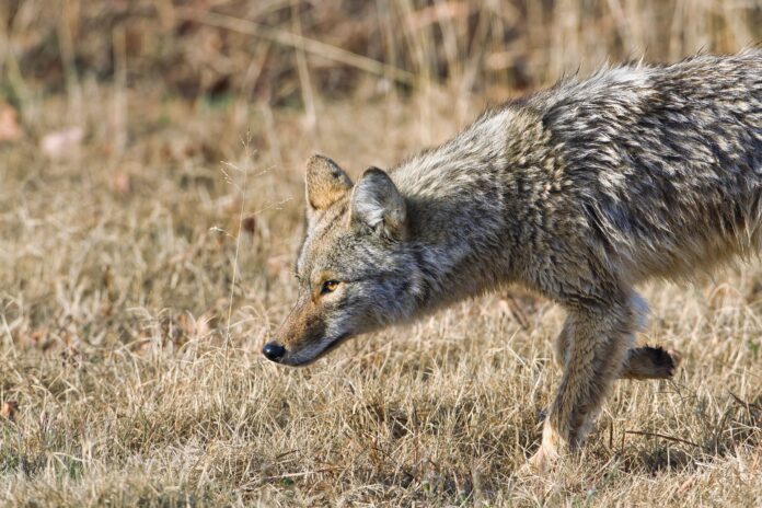 Coyote Attacks Continue In San Francisco Bay