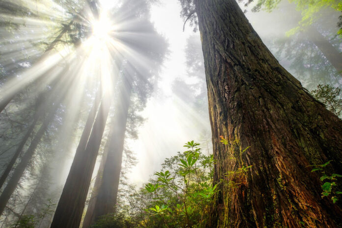 $25 Million Investment To Save Redwood Forest