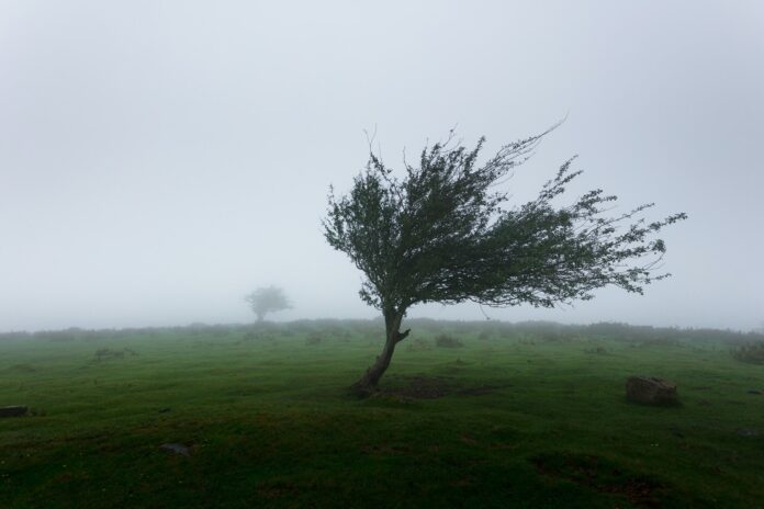 Wind Advisory Announced For Bay Area