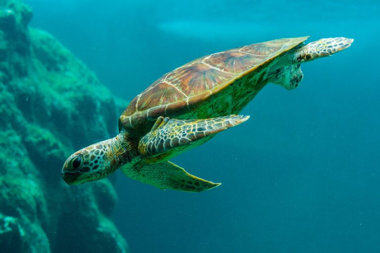 SF Zoo Helps Save Freezing Texas Sea Turtles