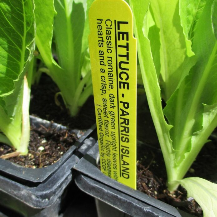 Vegetables From Winter To Summer vegetables