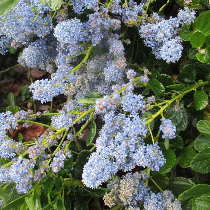 Cultivars Of California Native Plants cultivars
