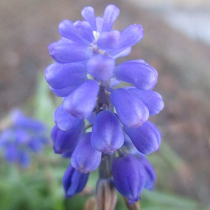 Deadheading Spring Bulbs Conserves Resources deadheading