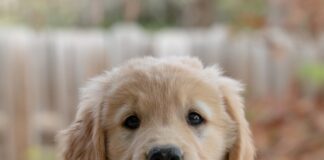 Multiple Puppies Hospitalized For Eating Drugs