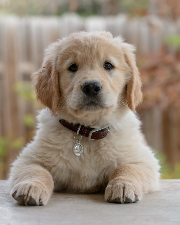 Multiple Puppies Hospitalized For Eating Drugs