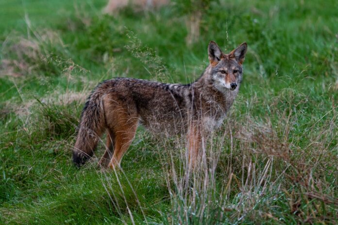 Coyote Spotted In San Francisco Park