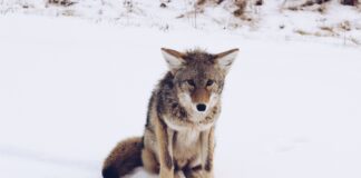 Coyote That Attacked Five People Captured