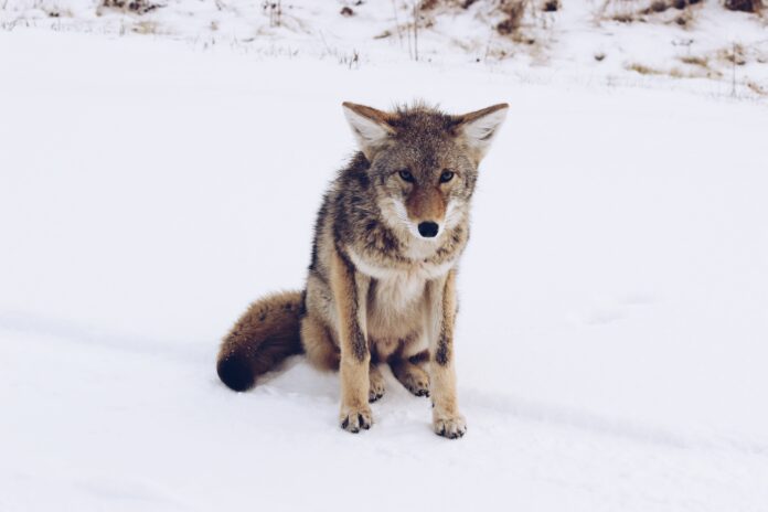 Coyote That Attacked Five People Captured