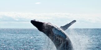 Dead Whale Washes Up Near Golden Gate Bridge