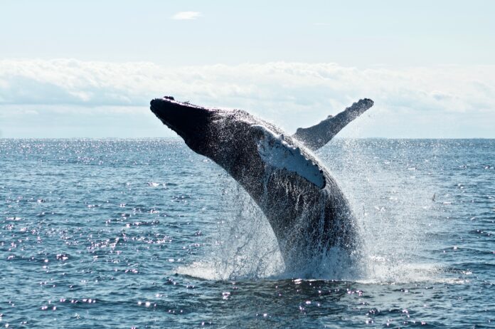 Dead Whale Washes Up Near Golden Gate Bridge