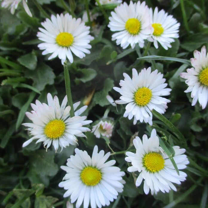 Lawn Weeds Are Low Down lawn weeds