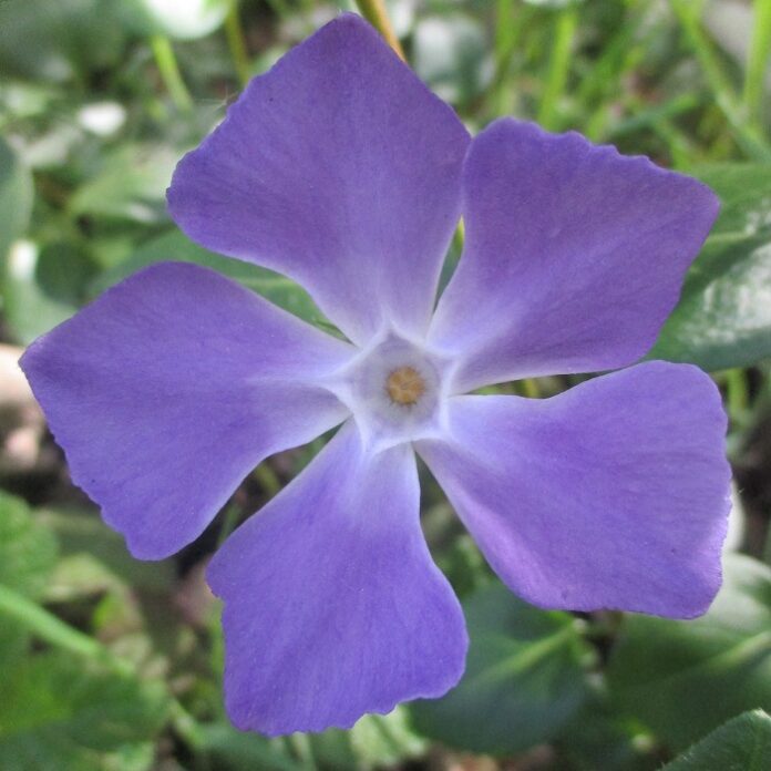 Wildflowers Are Flowers Gone Wild wildflowers