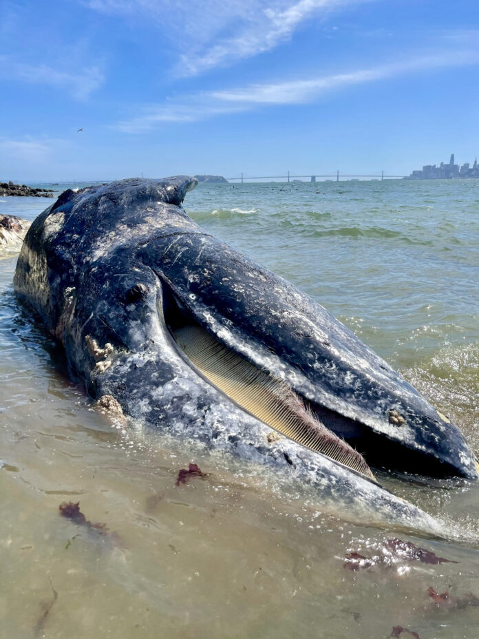 Four Gray Whales Wash Up On SF Beaches