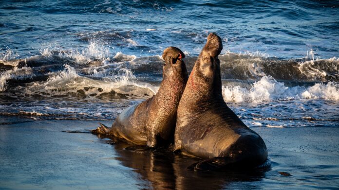 Man Sentenced Three Months For Elephant Seal’s Death