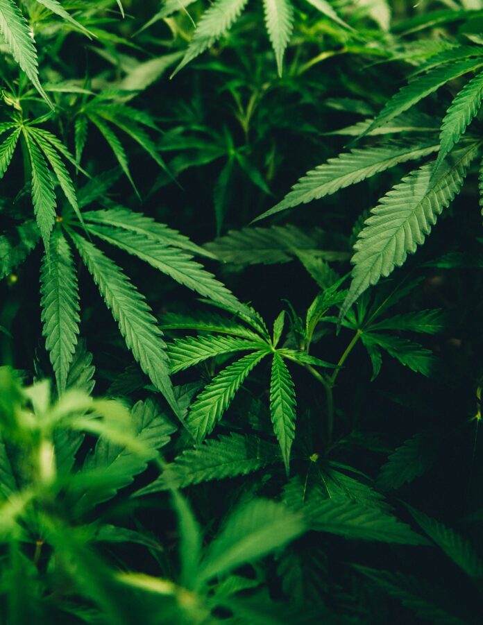 420 Event Cancelled At Hippie Hill