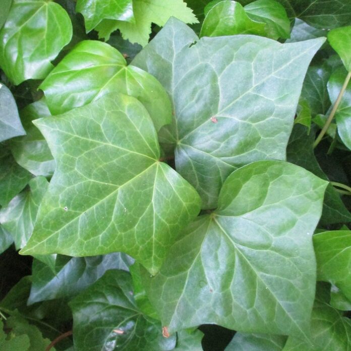 Layer To Propagate Favorite Plants layer