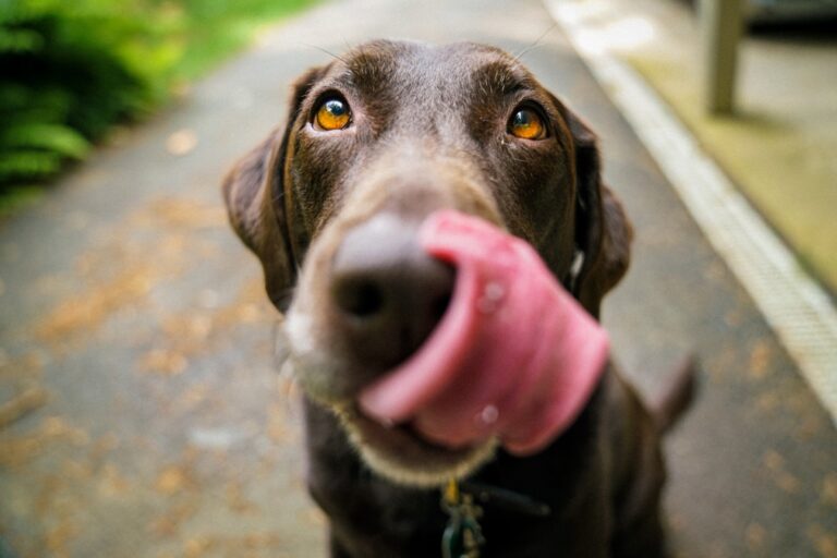 SFSPCA Questions California Veterinary Medical Boards Telemedicine Policy