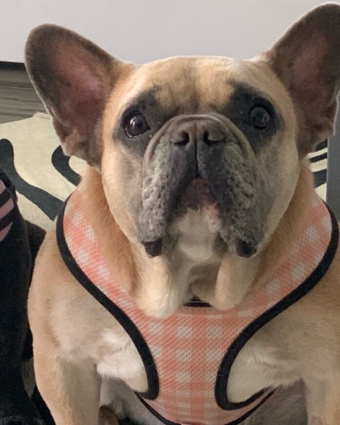 Lady Gaga Dog Kidnappers Charged