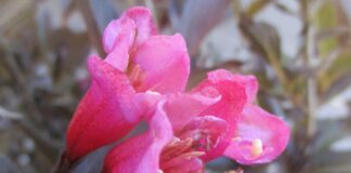 Variegation And Other Foliar Color variegation