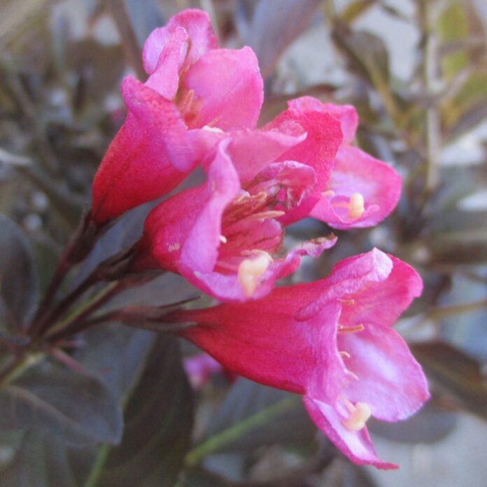 Variegation And Other Foliar Color variegation