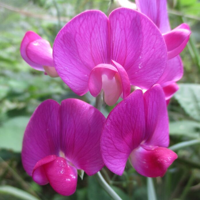 Perennial Plants Perform For Years perennial