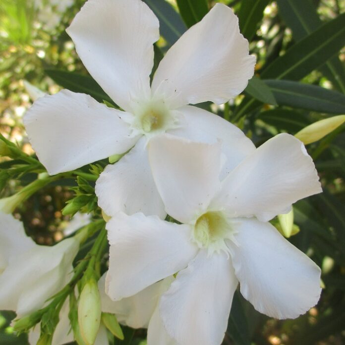 Toxic Plants Are Diversely Enigmatic toxic