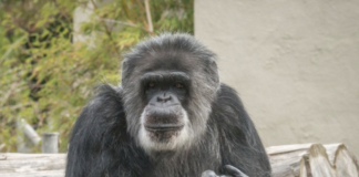 Oldest Chimpanzee In North America Dies