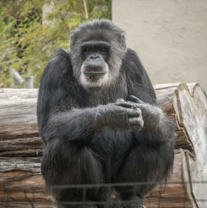 Oldest Chimpanzee In North America Dies
