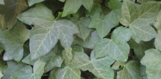 Ground Cover Works Like Mulch ground cover