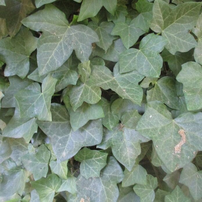Ground Cover Works Like Mulch ground cover