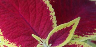 Houseplant Culture That Contradicts Gardening houseplant