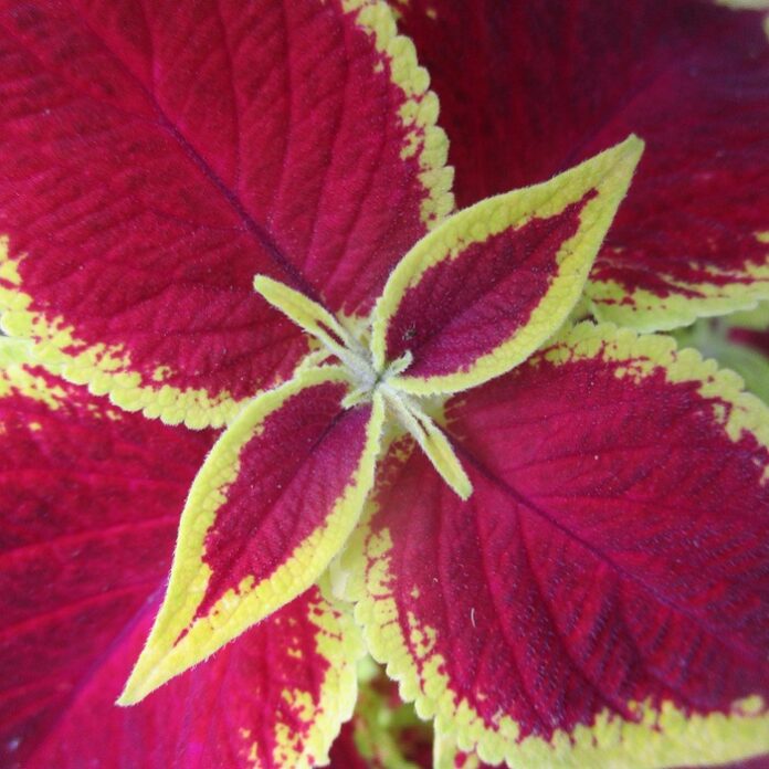 Houseplant Culture That Contradicts Gardening houseplant