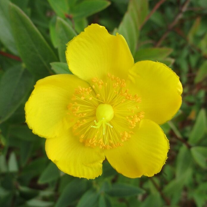 Late Summer Bloom Until Frost late summer