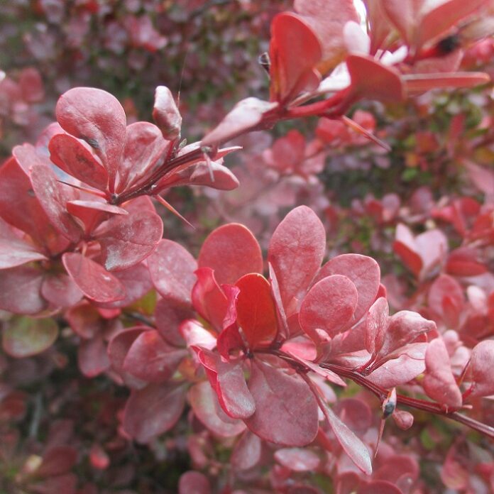 Thorny Vegetation Is Naturally Repellent thorny