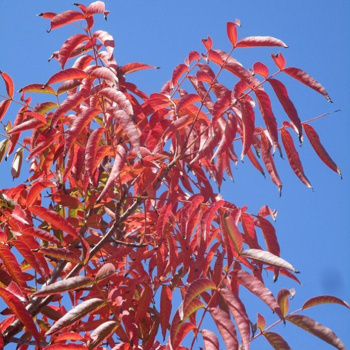 Fall Color To Fall For This ‘Autumn’ fall color