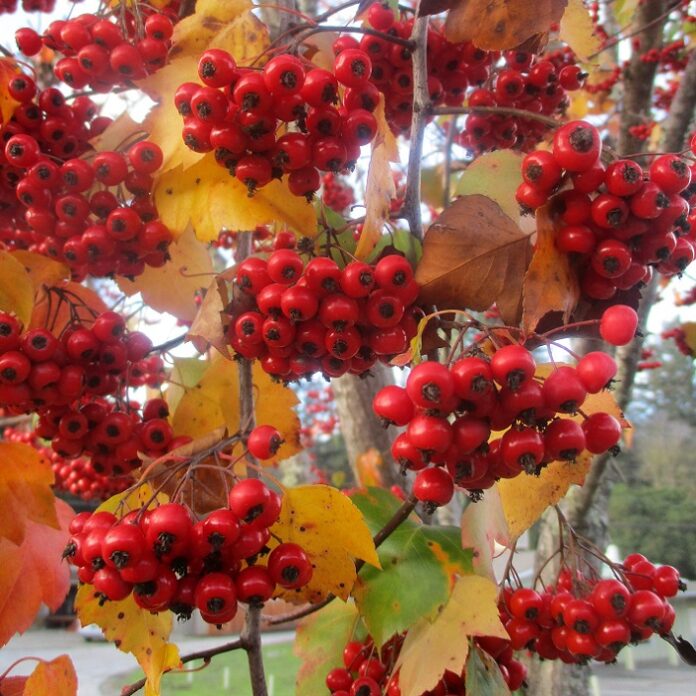 Red Berries For Migrating Birds red berries