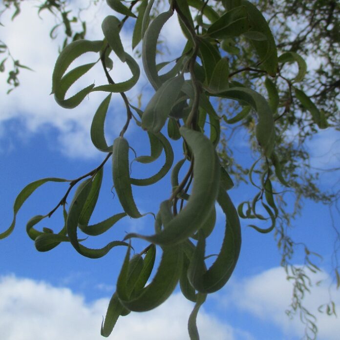 ISA Certified Arborists Know Trees ISA