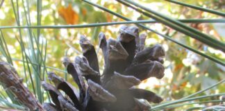 Christmas Trees Dead Or Alive Christmas