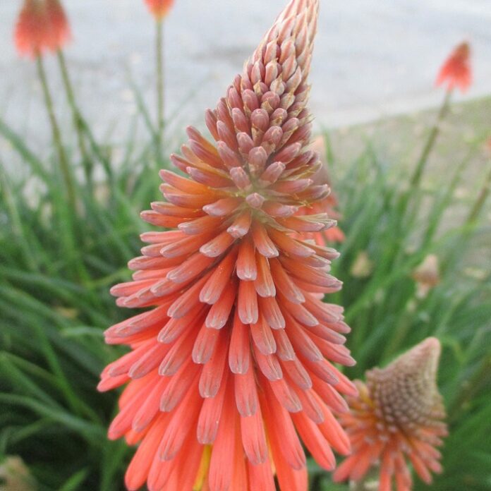 Chill Helps Plants Distinguish Seasons chill