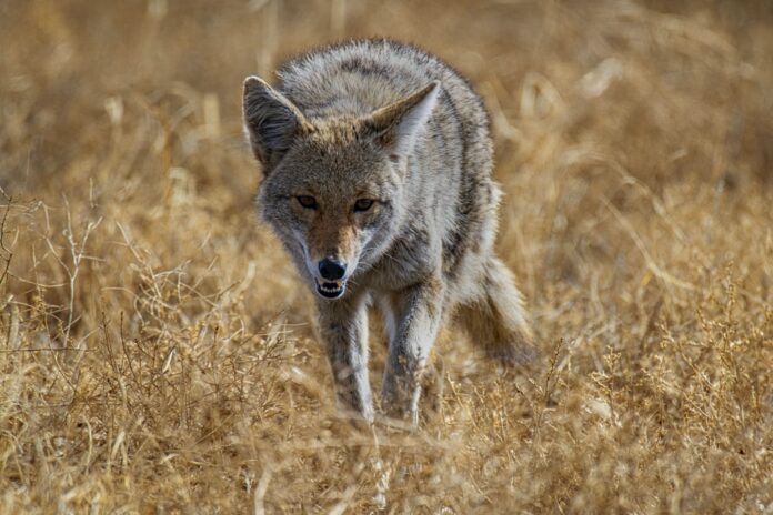 Drowning Coyote Rescued From Marina