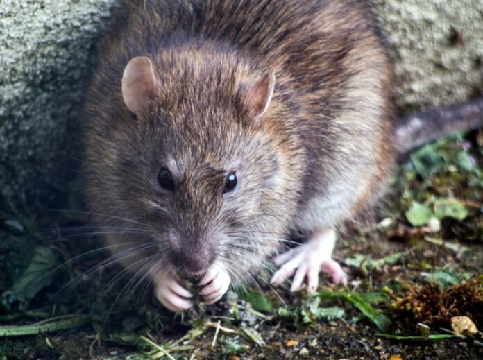 Rat Infestation Causes Local Walgreens To Close