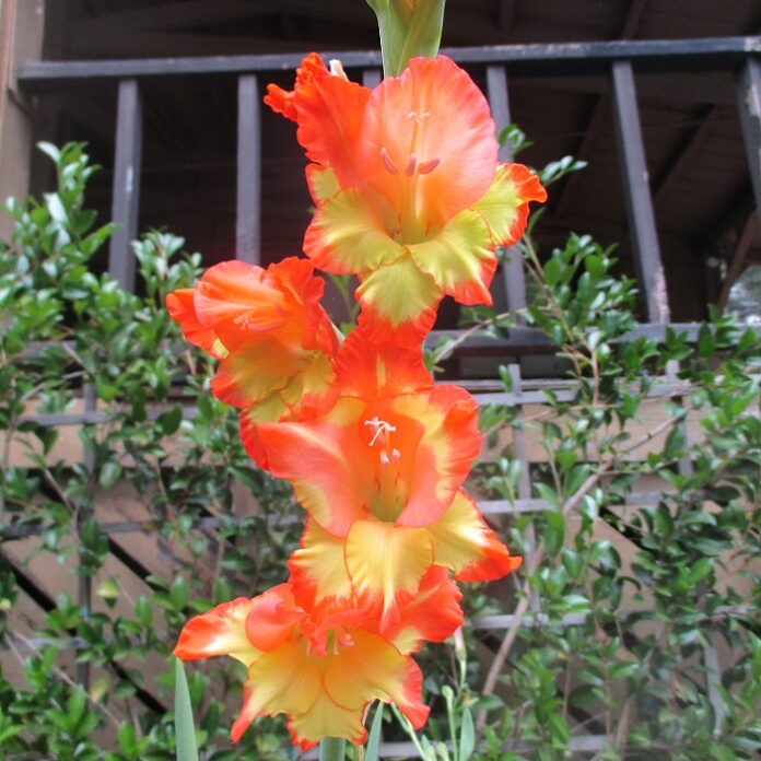 Late Bulbs Require No Wintry Chill late bulbs