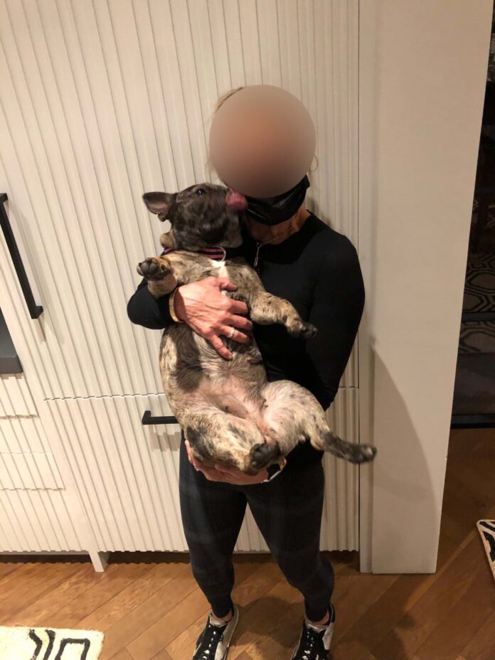Police Officer’s Stolen French Bulldog Recovered