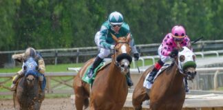 Best Horse Racing Strategies: 4 Signs That Your Horse Is A Champ