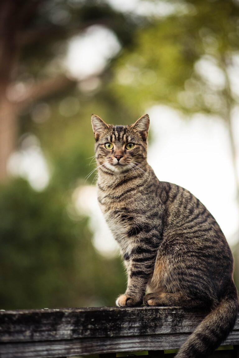 Couple Loses Cat In Smash-And-Grab Robbery