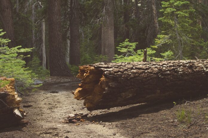 Wrongful Death Lawsuit Filed Against State Of California