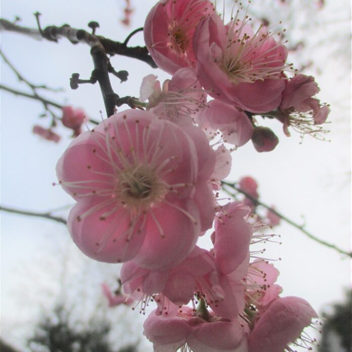 Warmth Accelerates Early Spring Bloom warmth